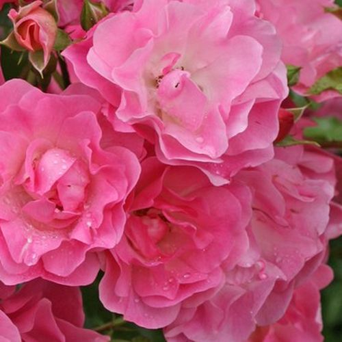 Online rózsa vásárlás - Rózsaszín - virágágyi floribunda rózsa - nem illatos rózsa - Rosa Maxi-Vita® - W. Kordes & Sons - Fodros virágokkal díszítő, ágyások kialakítására, szegélyek díszítésére és konténerbe ültetésre is alkalmas.
